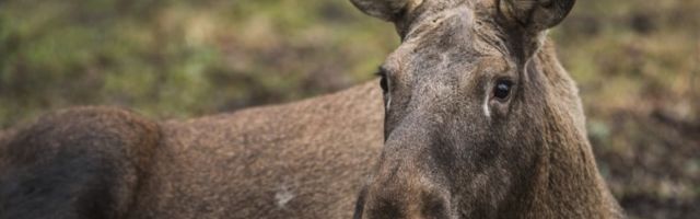 Kaks Itaalia kodanikust mootorratturit sõitsid Saue kandis põdrale otsa, mõlemad viidi haiglasse