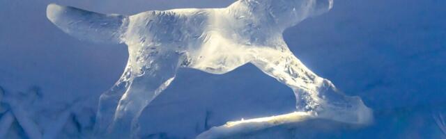 TASUTA. Laupäeval loovad Eesti skulptorid Rotermanni jõuluturul jääskulptuure 