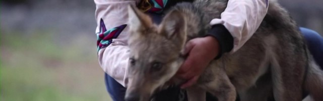 Reporter: Salakaubitsejate käest päästetud hunt naudib elu uue perenaisega