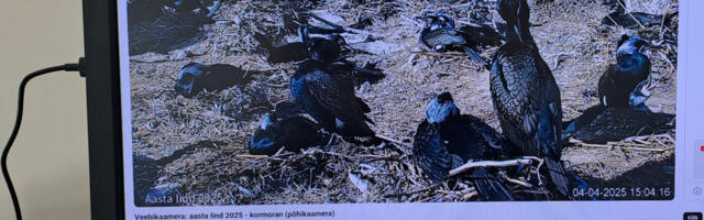 ORNITOLOOGIAÜHING KÄIVITAS KORMORANIDE VEEBIKAAMERA