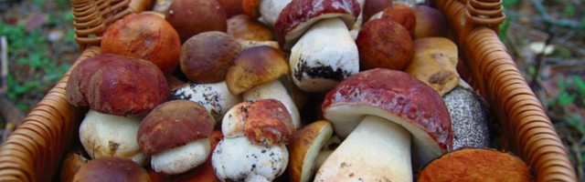 Loodusmuuseumi seenenäitus on avatud pühapäevani