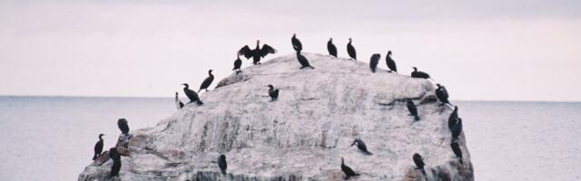 Halduskohus: kormoranimunade õlitamine oli õigusvastane