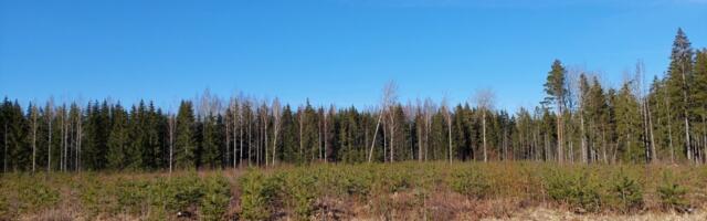 Pikkade traditsioonidega metsamajandajate konkurss on avatud