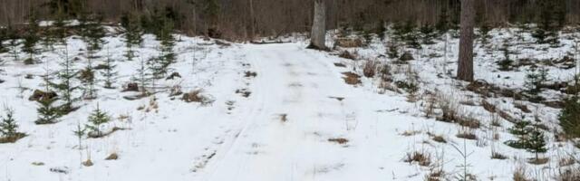 Kurb uudis: Neeruti ja Haanja maratonid jäävad lumepuuduse tõttu ära