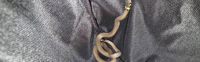 Võrus oli laste mängutuppa pugenud nastik