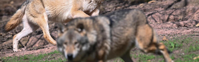 Riiki eristab röövlijõugust vaid õiglusepüüdlus (mida Eestis napib)