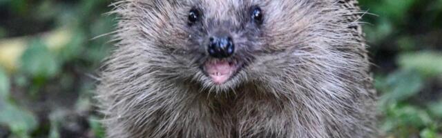 Kas teetigusid mürgitades tapame ka siilid?