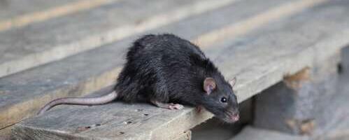 Kuidas hoida eemal närilisi?