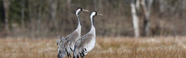 ORNITOLOOGIAÜHING KUTSUB SAABUVAID RÄNDLINDE MÄRKAMA