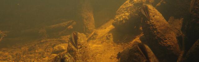 Hävimisohus ebapärlikarpide elupaigad vajavad hoidmist