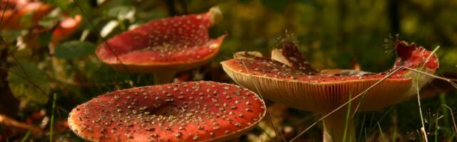 Mürgiseid seeni ei tohi toiduks müüa