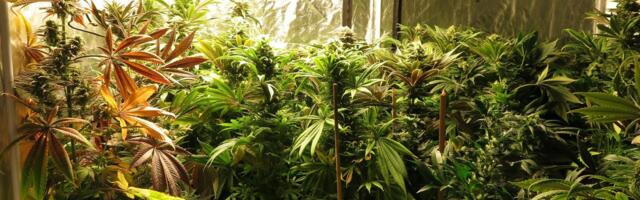 Politsei avastas kanepikasvatuse otse linna keskväljakult