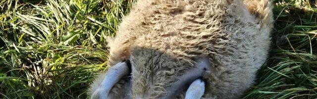 VÕIKAD FOTOD | Jõhker hundirünnak Tartumaal hoiab hirmul terve küla elanikke