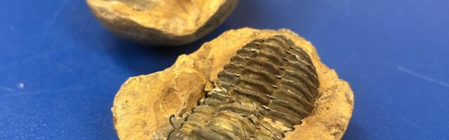 Eesti Loodusmuuseumi geoloogilisse kogusse jõudis Luhamaa tollipunktis kinni peetud trilobiit