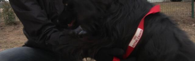 Reporter: Ukraina sõjaõuduses kannatavad ka koduloomad