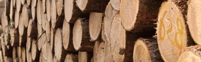 Leedus kavandatakse puiduekspordi keeldu