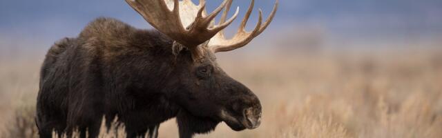 VIDEO | Vaata, kuidas hiiglaslik põdrapull Tallinn-Tartu maanteel üle tee kappab!