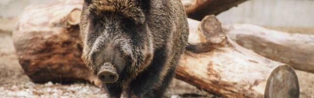 Kliimaministeerium algatab jahieeskirja muutmise sigade Aafrika katku tõrje tõhustamiseks