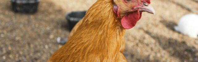 PTA: Nuudi hobitalu tauditõrje on toimunud reeglite kohaselt