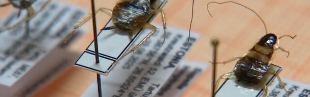 Tartus leiti prussakaliik, keda varem pole Baltimaades kohatud