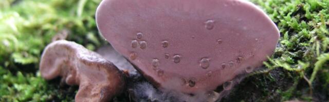 Soome teadlased istutavad ohustatud seeneliike metsa tagasi