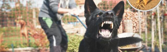 Jõhker koerarünnak Tallinnas: see must elukas üritas meie koera tappa! Tema omanik peab vastutama