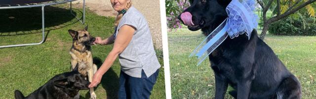 USKUMATU TEEKOND LÄTIST VÕRRU: koer oli kadunud kümme kuud! Perenaine: „Me ei kaotanud korrakski lootust!“