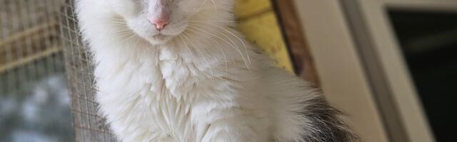 Varjupaikade MTÜ: selle nädala staar on Laima Valga varjupaigast