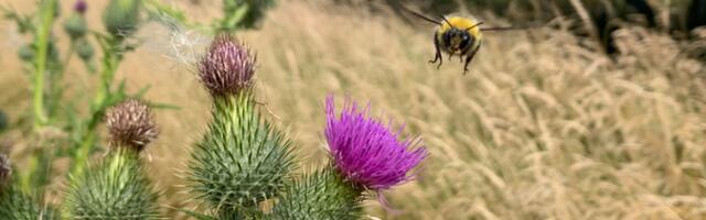 Päikesepark võib põlluelustikku mitmekesistada