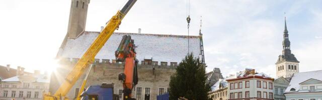 PILDID. Tallinna Raekoja platsile pandi üles jõulukuusk