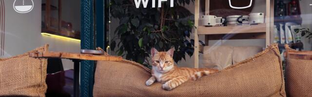 Kuidas kasutada avalikke internetivõrke turvaliselt?