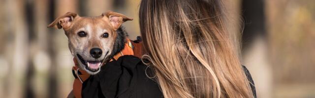 Paide valib kauneimat koera