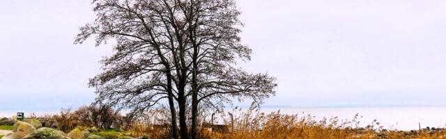 GALERII: jõulukuu rohelus Püünsi rannal
