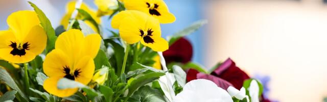 HINNAVAATLUS | Millise hinnaga on turule jõudnud esimesed suvelilled?