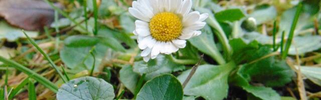 Aasta ringi õitsvad kirikakrad