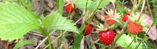 Metsmaasikate ja murakate aeg ähvardab jääda lühikeseks. Ekspert: käige enne jaani marjul ära!