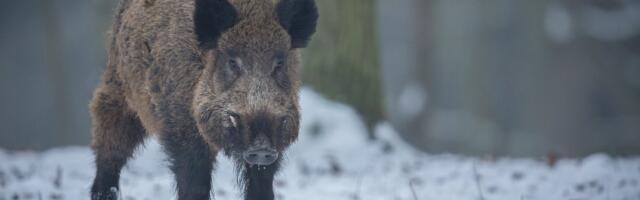 VIDEO | „Jooksis peaaegu lapsevankri pikali!“ Tallinlanna kohtus Kopli tänaval segaduses metsseaga