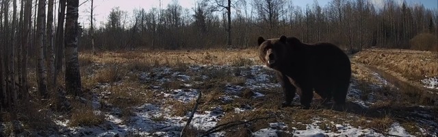 Jälgi live’is kohalikku karu, kähkrikut ja põtra tegutsemas
