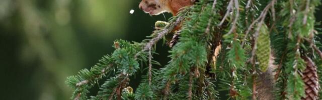 Kilvar Kessler NÄDALA FOTO