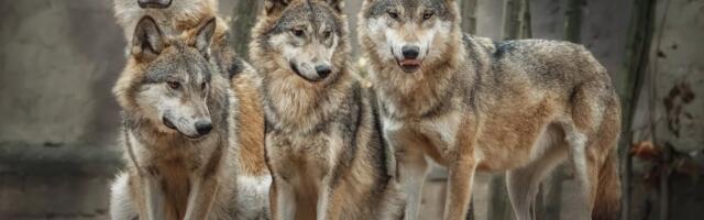 Soomaal kariloomi nahka pistnud 12-pealise hundikarja küttimiseks väljastati eriload