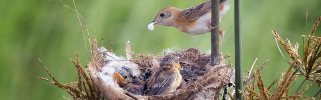Tänavu tapeti pesitsuse ajal hinnanguliselt 120 000 linnupoega