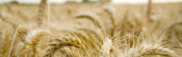 E-põlluraamatu täitmine ja N-bilanss: mida KSM-i taotleja peab teadma?