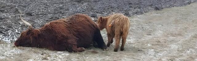 Vasikaga foto oli lavastus? Nälginud veiste lugu kogub tuure, PTA tahab loomi endiselt hukata