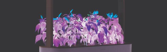 Taimekasvatusettevõtte Click&Grow tulevik on ebakindel, kahjumid süvenevad