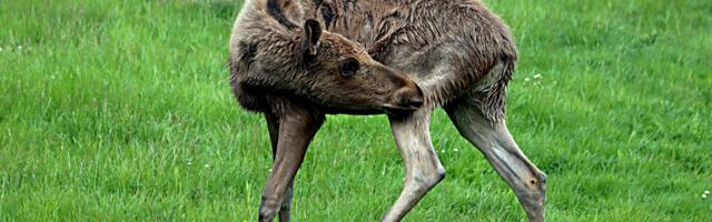 Keskkonnaamet: Ära sekku loomalapse ellu! Vajadusel küsi nõu riigiinfo telefonilt 1247