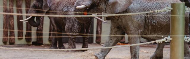 Head isu! Tallinna loomaaia elanikud said 5-tonnise kõrvitsasaadetise