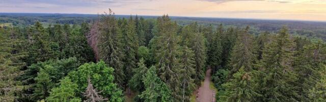 Satelliidipildid aitavad mõista metsade kasvu