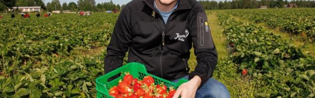 Rahvapõllumehest pereettevõtja: maasikakasvatus pole mingi kullaauk