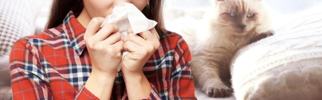Appi, mul on kassi vastu allergia! Nõuandeid, kuidas sellega toime tulla