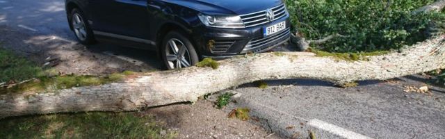 FOTO | "Täna on meil teine sünnipäev": tormituuled kukutasid massiivse puu mööduva auto nina ette